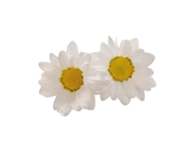 Flores de manzanilla