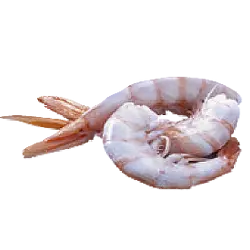 Krill