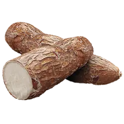 Planta de yucca